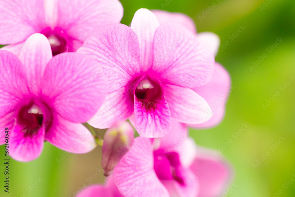 Front view soft pink orchids selected focus & macro photography outdoor by natural light in the afternoon. Front view soft pink orchids selected focus & macro photography outdoor by natural light in the afternoon.