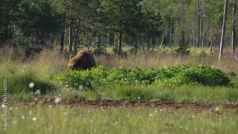 A Wild Bear Roaming Alone At The Field On A Sunny Day - wide shot A Wild Bear Roaming Alone At The Field On A Sunny Day - wide shot