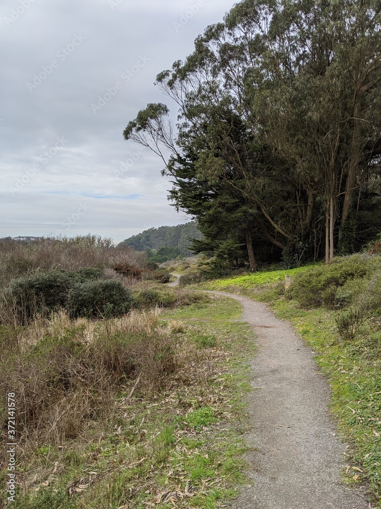 Obraz premium path in the woods