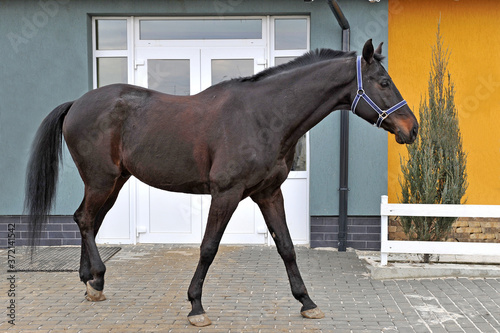 Thoroughbred horse posing in the yard of the equestrian sports club