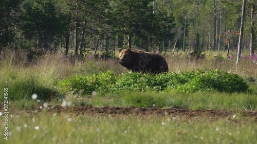 A Single Wild Bears Spotted Eating A Dead Carcass Behind The Plants In Savanna - Wide Shot photo