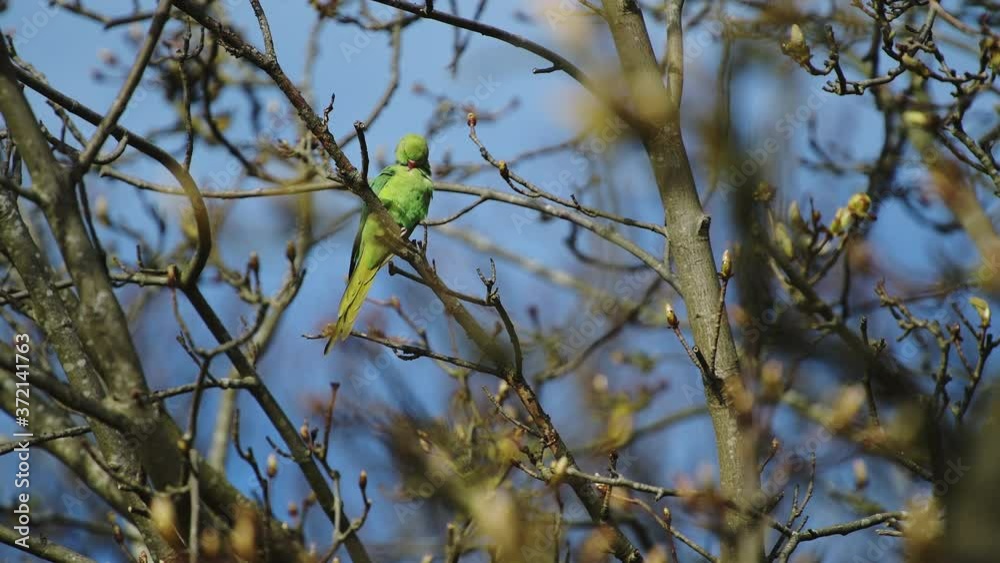 Green Parakeet Bird Perched on Tree Branch - Animal Wildlife in United Kingdom - 4k Static Low Angle Green Parakeet Bird Perched on Tree Branch - Animal Wildlife in United Kingdom - 4k Static Low Angle
