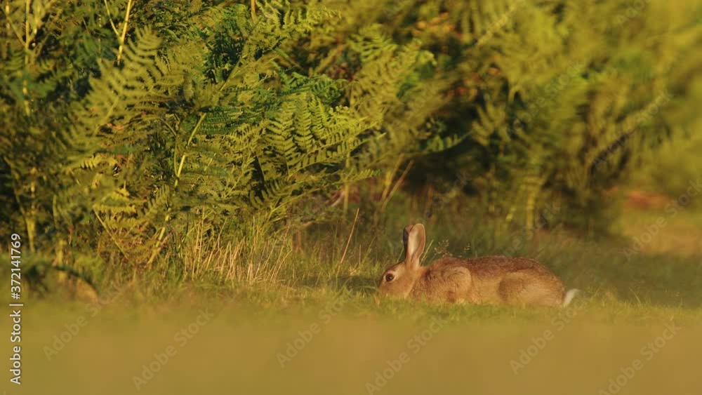 European Hare Grazing On The Green Grass In The Field In United Kingdom On A Windy Day - timelapse European Hare Grazing On The Green Grass In The Field In United Kingdom On A Windy Day - timelapse