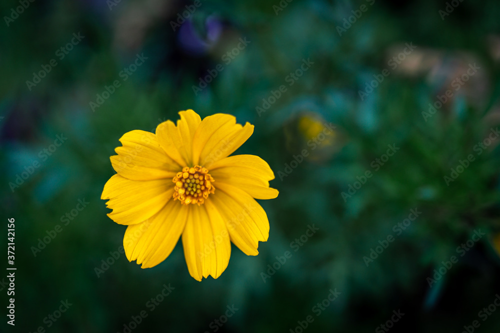 A small radiant yellow flower in the morning sun in a city park A small radiant yellow flower in the morning sun in a city park
