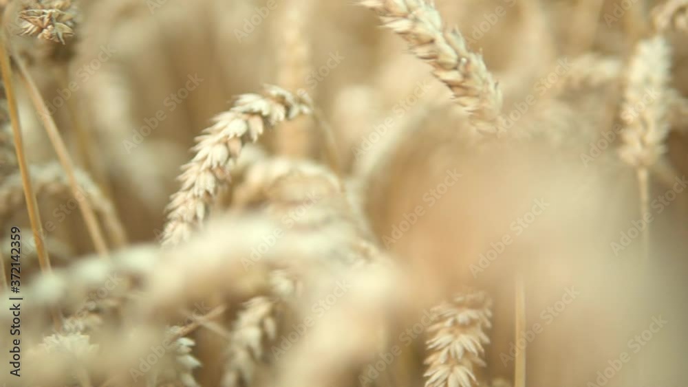 Shallow focus. Right to left panning shots of field of ripe barley crops. Farming and food concept. Shallow focus. Right to left panning shots of field of ripe barley crops. Farming and food concept.