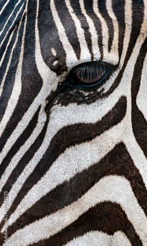 Close up left eye and skin pattern of zebra  vertical image. Background texture part of wild animal.