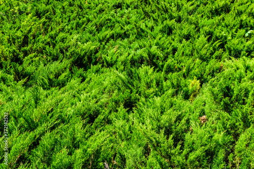 Background of the evergreen juniper bushes. Natural pattern © ihorbondarenko
