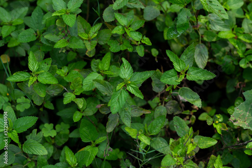 Wallpaper Mural Green plants are growing in the forest. Torontodigital.ca