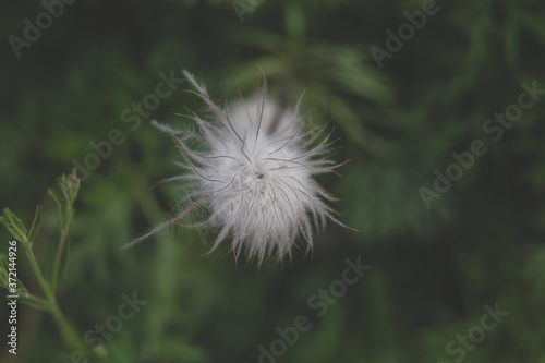 Beautiful summer garden plants