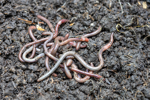 Close up of earthworms in fertile soil
