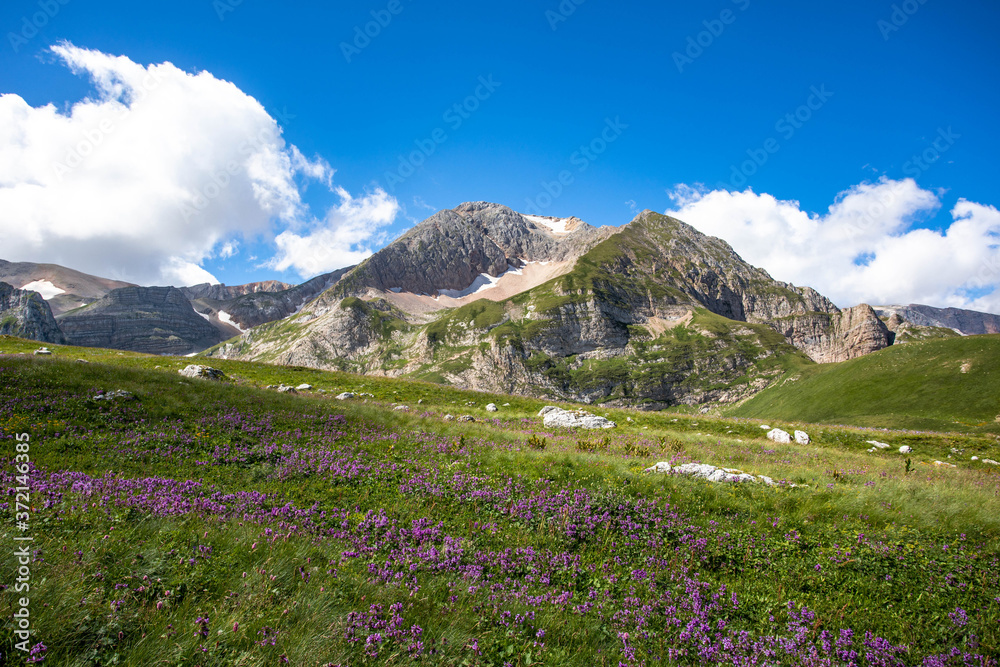Fototapeta premium Blooming meadows in the summer landscapes of the caucasus mountains in Russia