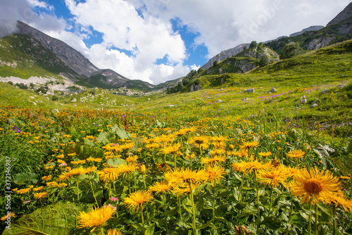 Blooming meadows in the summer landscapes of the caucasus mountains in Russia