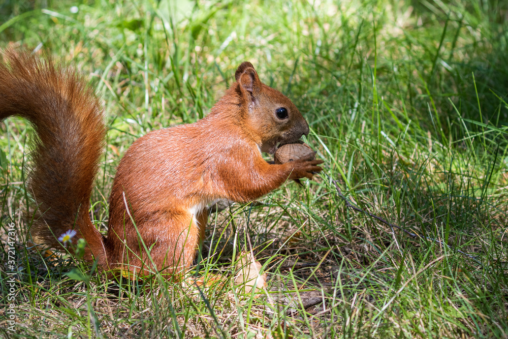 A bright red squirrel holds a nut on a background of green grass. Closeup. Wildlife  background.