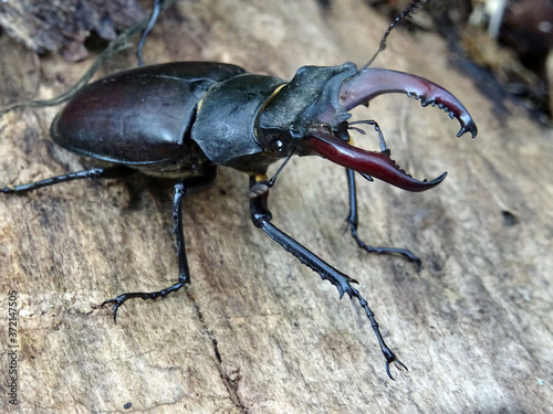 Lucanus cervus photo