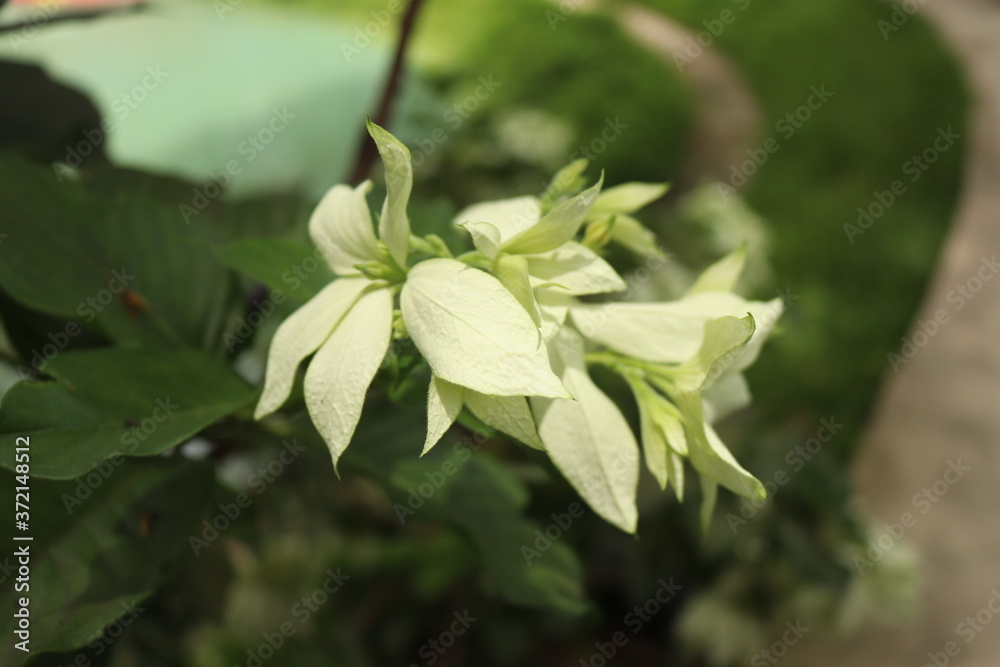 close up of a green plant