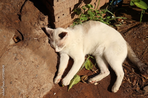 white cat sleep on the ground 