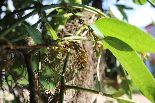 green leaves on a tree and red ant