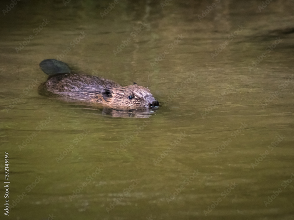 Beaver swimming in a river called Wulka in Burgenland Beaver swimming in a river called Wulka in Burgenland