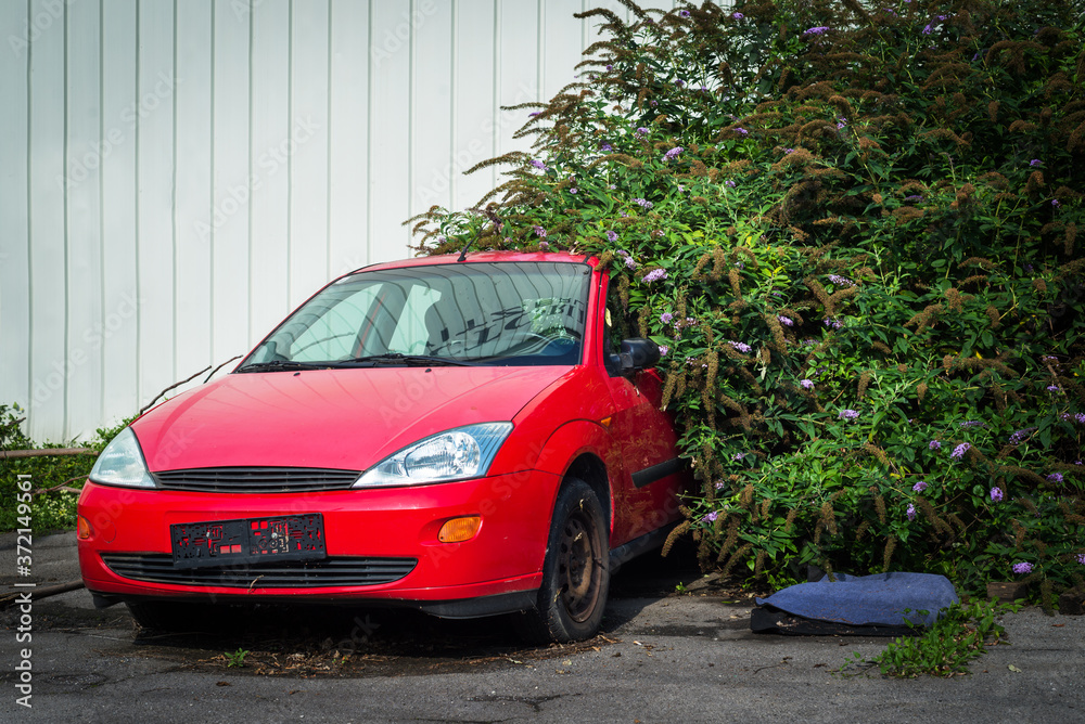 Old red car overgrown by some flower plant