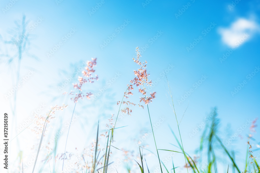 Beautiful grass flower field and light of sun. Background and texture concept.