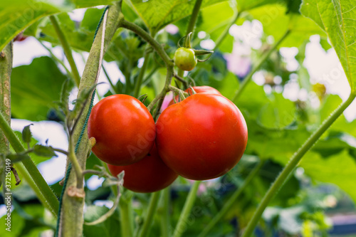 Beautiful red ripe heirloom tomatoes grown in a greenhouse.