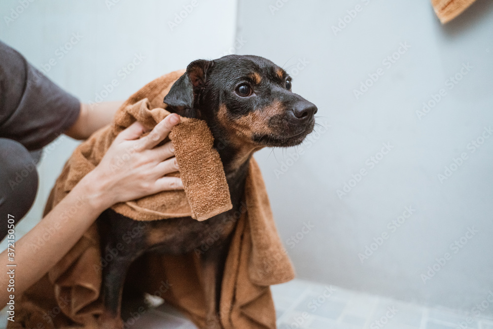 cute puppies wrapped in towels after bathing, the concept of caring for dogs