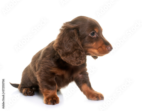 Fototapeta Naklejka Na Ścianę i Meble -  puppy dachshund  in studio