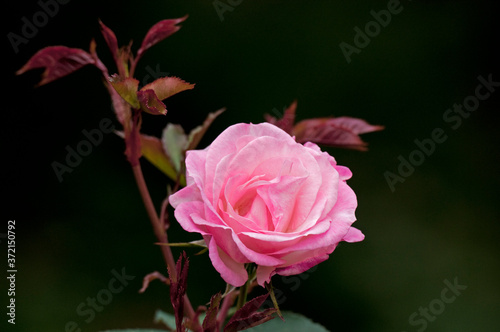 綺麗なピンクのバラ