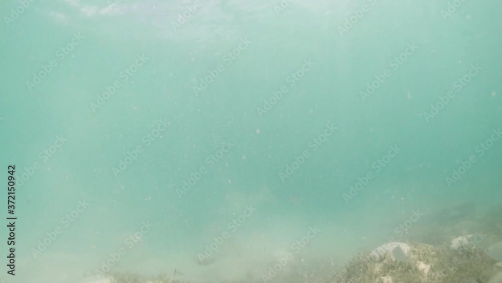 Bonefish eating in frenzy underwater shallow water talassa predator ...
