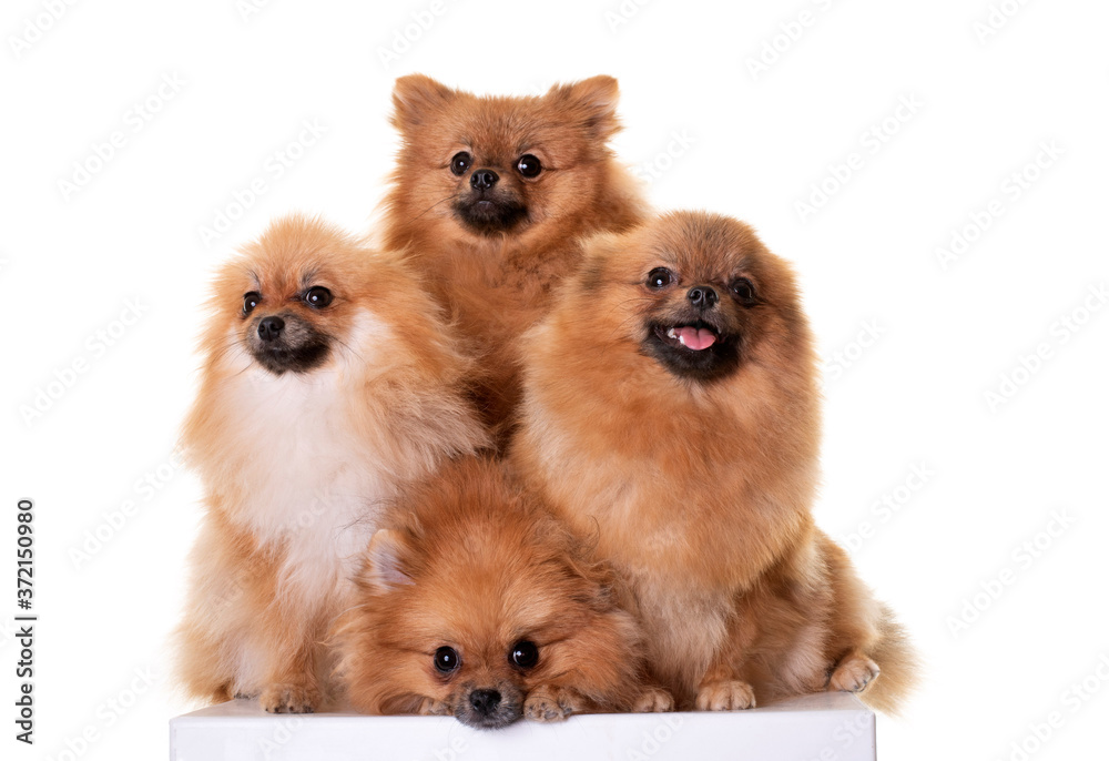 Obraz premium pomeranians in studio