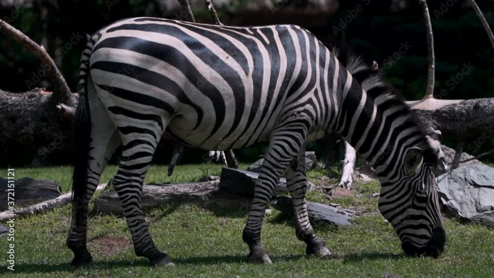 A Zebra Grazing On The Grass On A Sunny Day - full shot A Zebra Grazing On The Grass On A Sunny Day - full shot