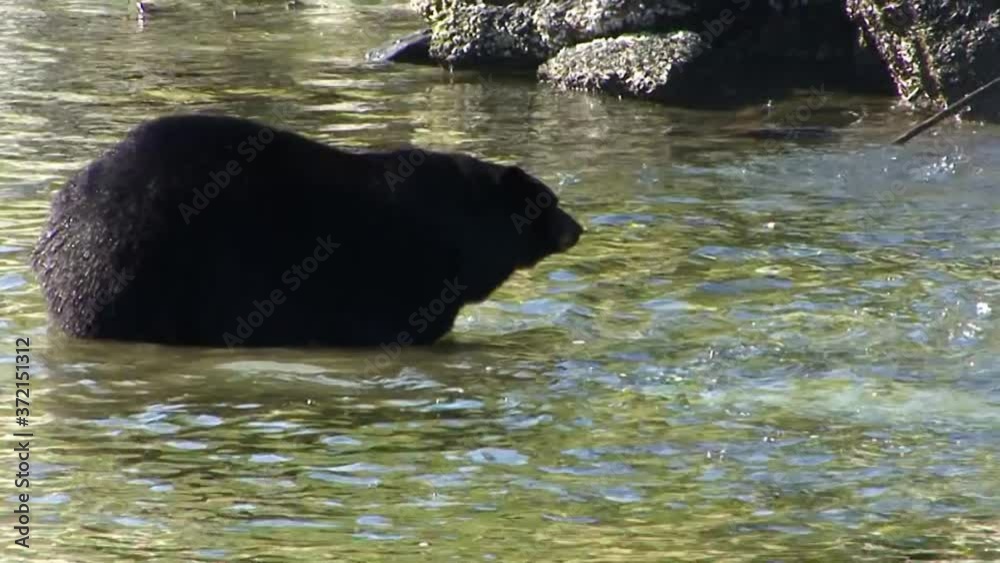 Big black bear, fishing for salmon in Ketchikan, Alaska. Big black bear, fishing for salmon in Ketchikan, Alaska.