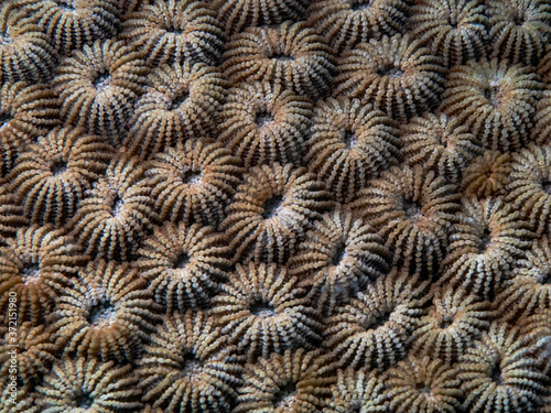 Stony Coral, Blumen-Sternkoralle (Diploastrea heliopora)