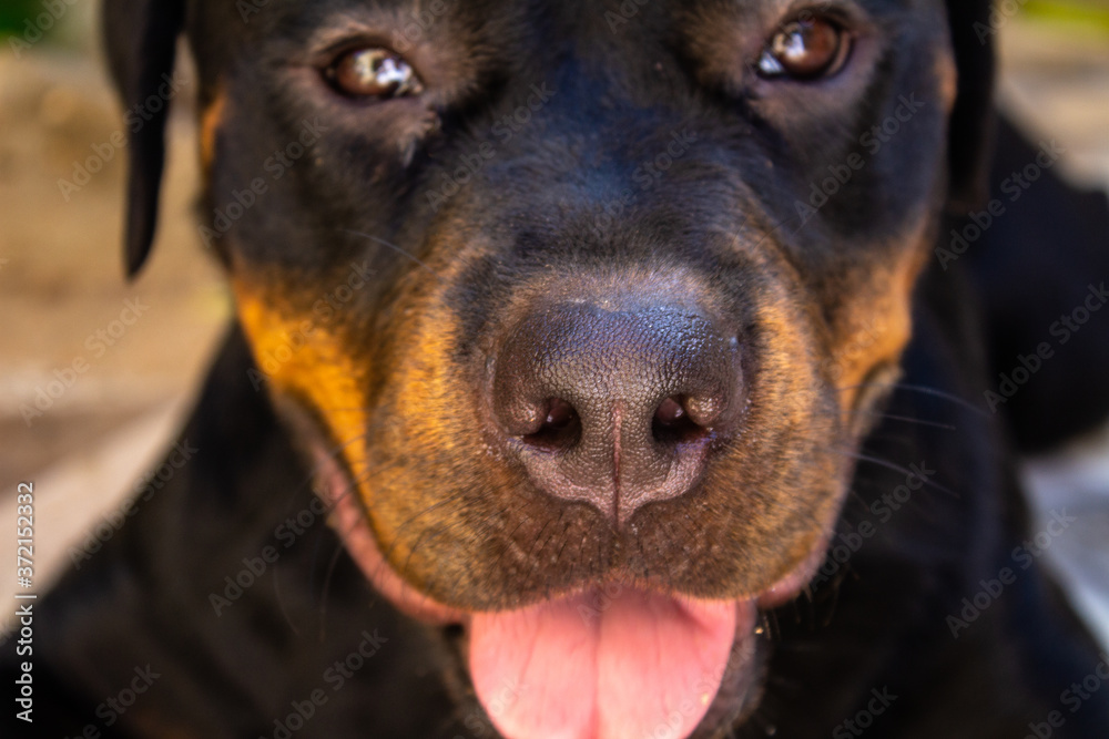 Rottweiler dog portrait 
