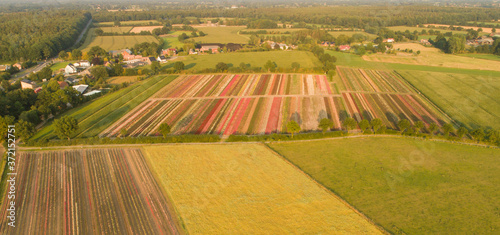Luftaufnahme mit einer Drohne von bunten Rosenfeldern