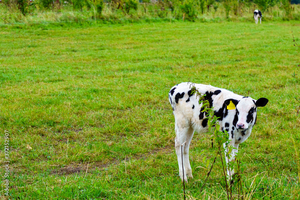 White calf with black spots on a green field