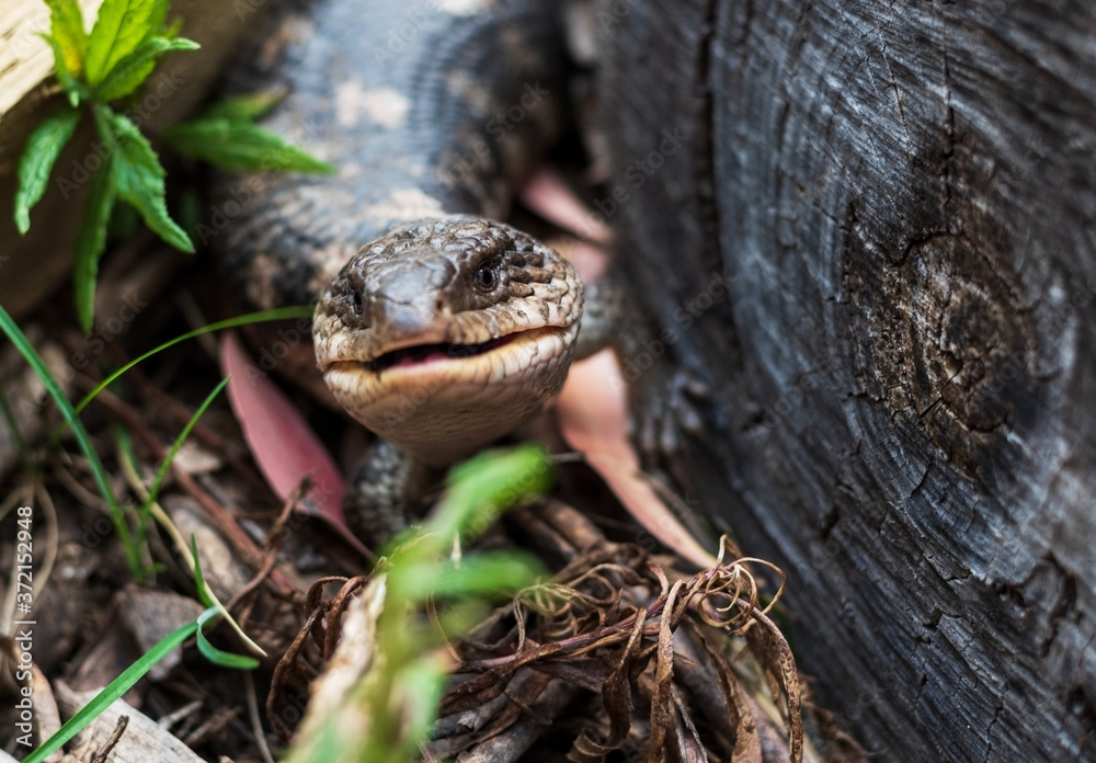 Fototapeta premium austarlian native lizard in a forest