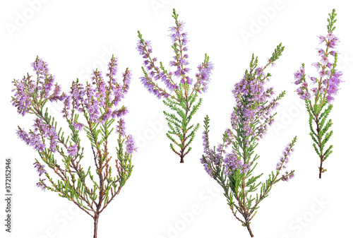 four violet blossoming heather branches on white