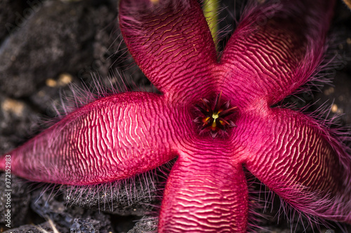 Stapelia Gigantea Bloom