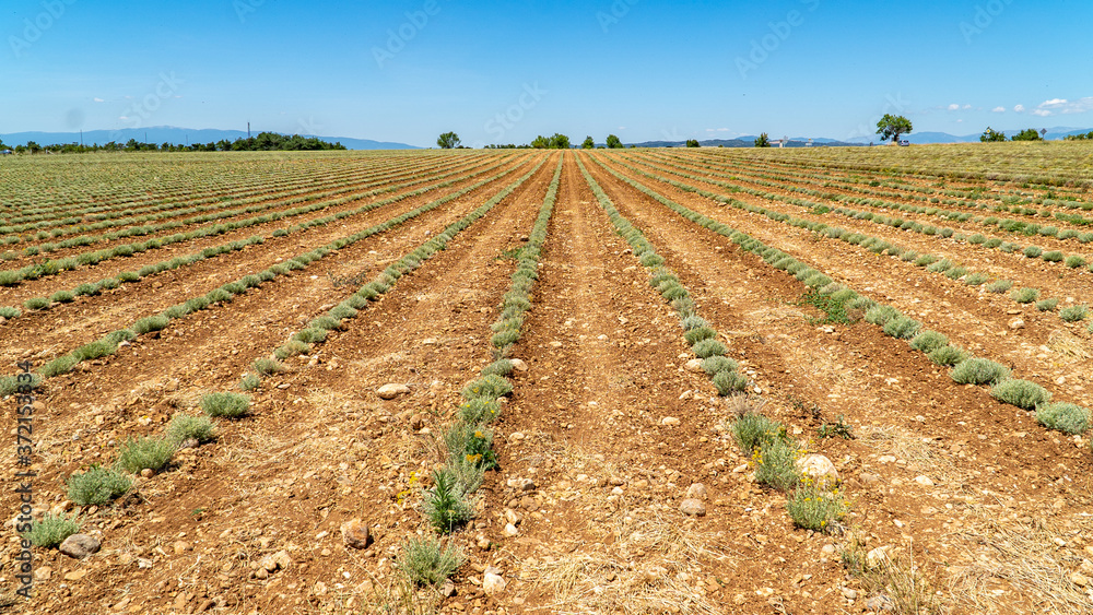Neu angelegtes Lavendel Feld, Champ de Levante, Provence, Còte d´Azur, Frankreich Neu angelegtes Lavendel Feld, Champ de Levante, Provence, Còte d´Azur, Frankreich
