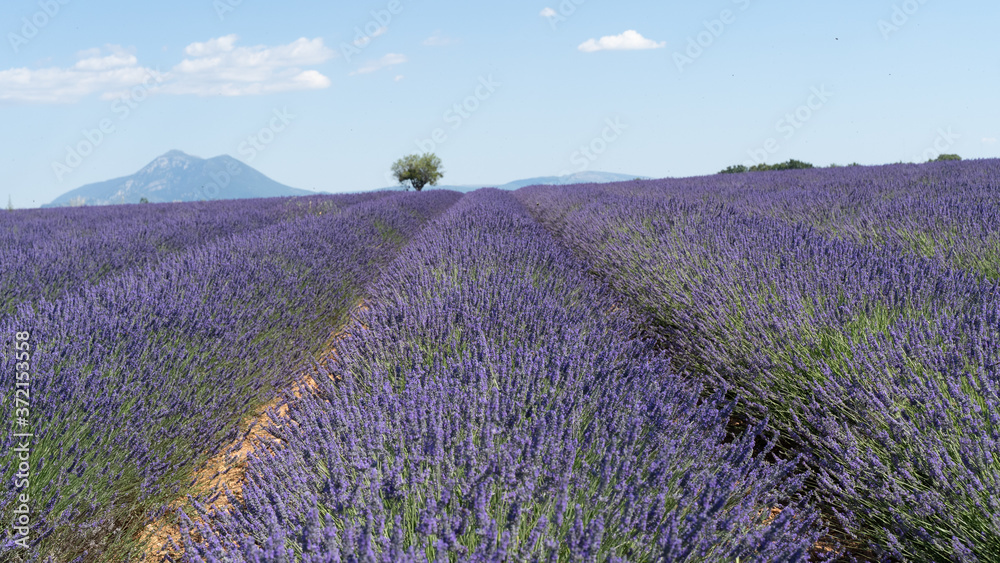 Obraz Lavendel in voller Blüte, Champ de Levante, Provence, Còte d´Azur, Frankreich