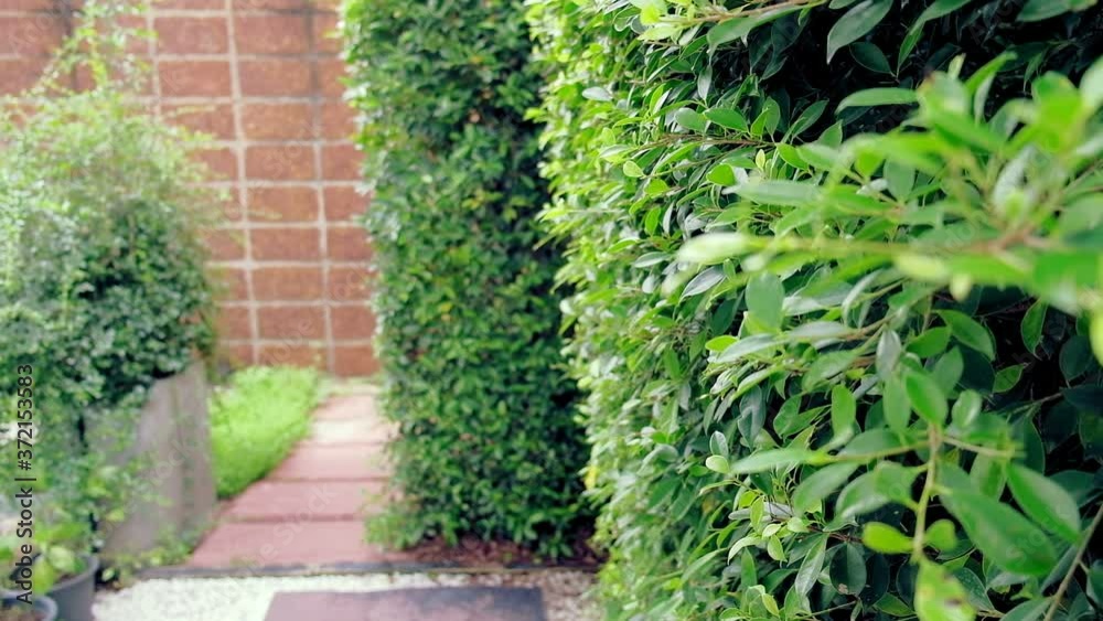Fresh greenery wall plant in the garden at home Fresh greenery wall plant in the garden at home
