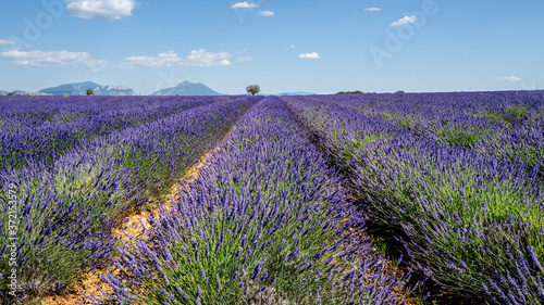 Lavendel in voller Bl  te  Champ de Levante  Provence  C  te d  Azur  Frankreich