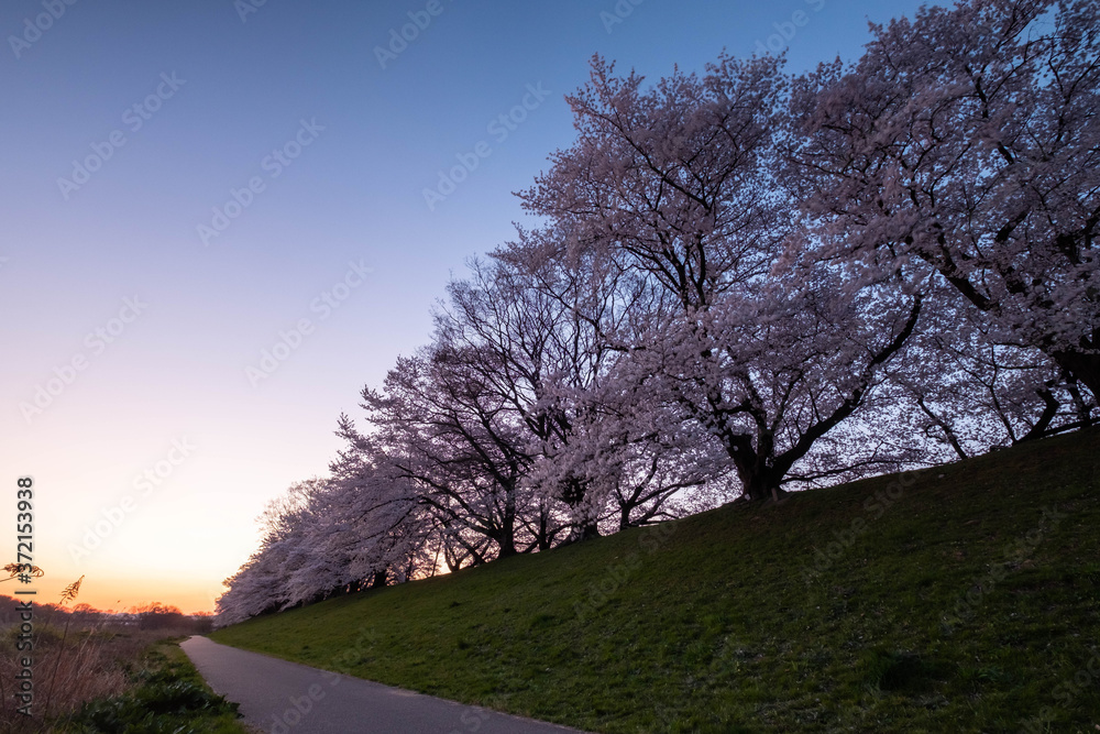 夜明けの青空と堤防沿いの桜