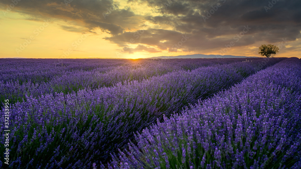 Fototapeta premium Sonnenuntergang über Lavendel in voller Blüte, Champ de Levante, Provence, Còte d´Azur, Frankreich