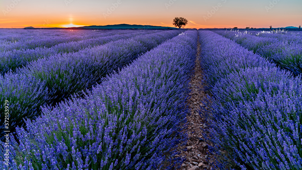 Sonnenuntergang über Lavendel in voller Blüte, Champ de Levante, Provence, Còte d´Azur, Frankreich
