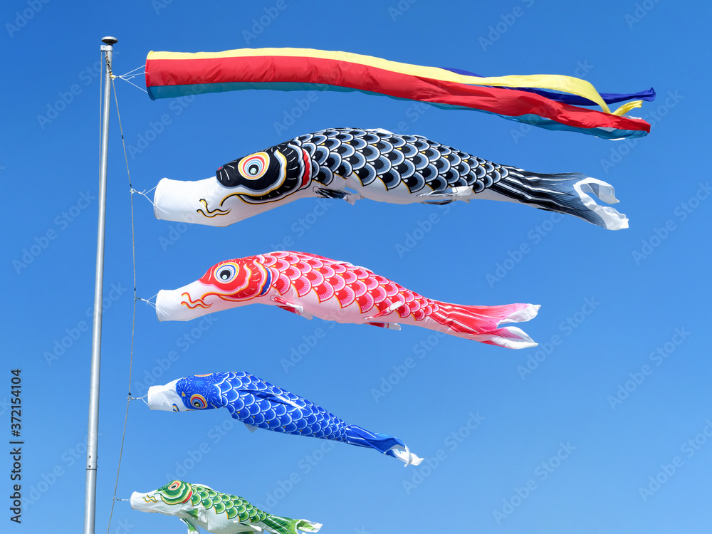 Fototapeta premium 青空を泳ぐコイノボリ