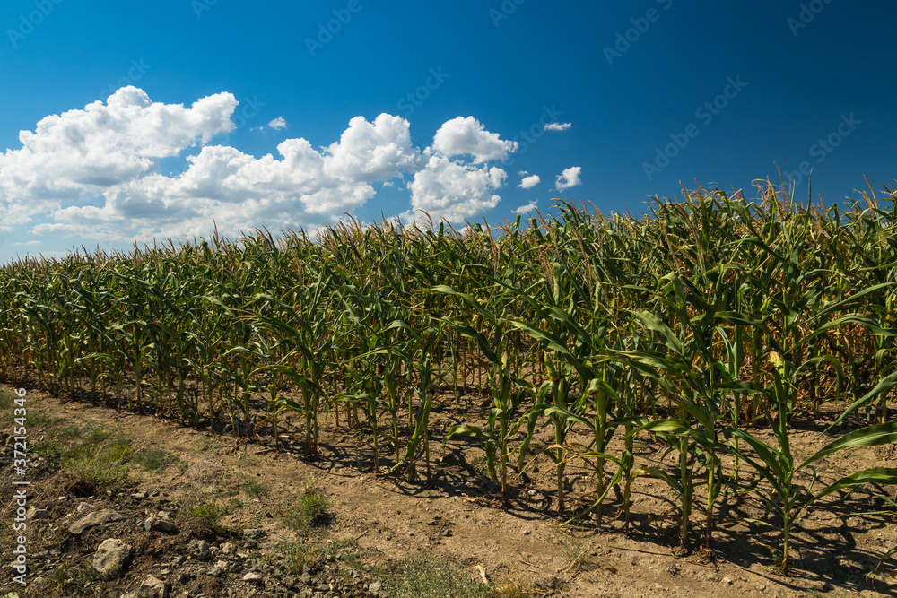 Corn is Almost Ripe in the Field! (Dobrogea, Romania) Corn is Almost Ripe in the Field! (Dobrogea, Romania)