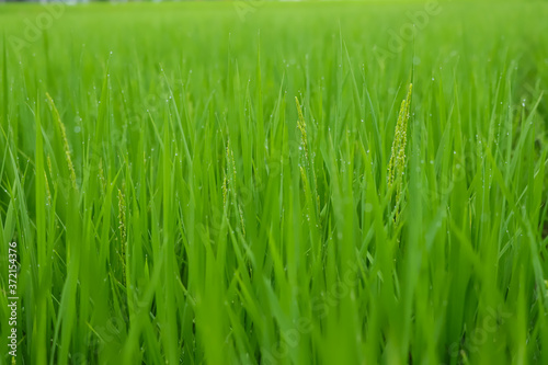 夏の田んぼに成長している綺麗な稲の様子
