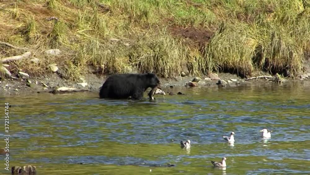 Big black bear catching and eating salmon in Ketchikan, Alaska. Big black bear catching and eating salmon in Ketchikan, Alaska.
